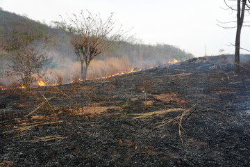 Dry grass burns, Fire in a dry grass field. Forest fire.