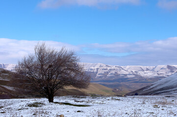 In the foreground is a tree, in the background are the beautiful snowy mountains of Kabardino-Balkaria.