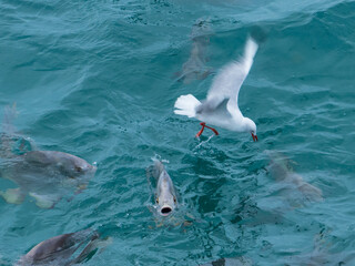 Hungry Fish