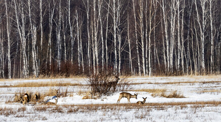 Roe deer in the winter pasture.