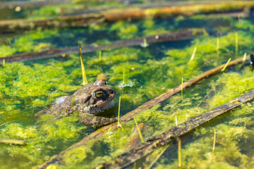 Frog relax in the swamp