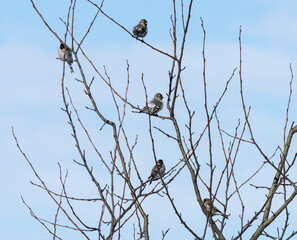 A flock of birds on a tree.