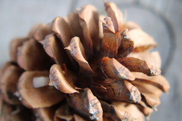 close up of pine cone
