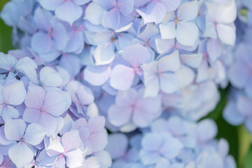 あじさいの花　梅雨に咲く紫陽花の花