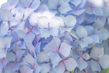 あじさいの花　梅雨に咲く紫陽花の花