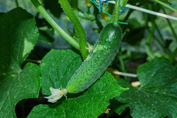 Cucumber (Latin: Cucumis sativus) in vegetable garden. Cucumis sativus an annual herbaceous plant of the Cucurbitaceae family, vegetable crops. Close up.