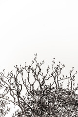 Flock of birds are resting on dead tree branch against white background.