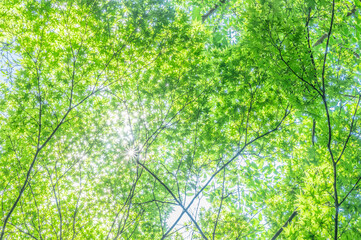 新緑の青もみじ