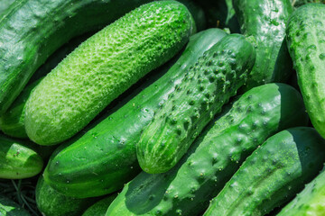 Background of green cucumbers (Latin: Cucumis sativus). Fresh cucumbers in the garden. The concept of a rich harvest.
