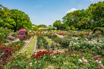 Naklejka premium バラ園で咲く満開のバラ