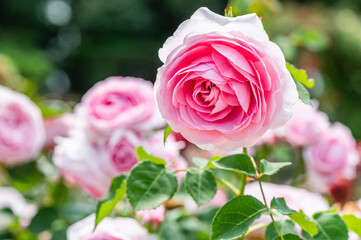 バラ園で咲く満開のバラ