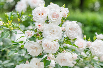 バラ園で咲く満開のバラ