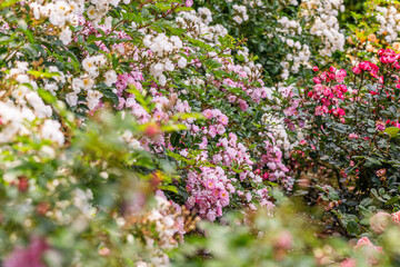バラ園で咲く満開のバラ