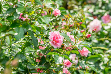 バラ園で咲く満開のバラ