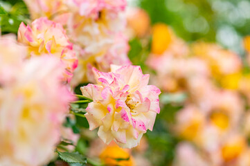 バラ園で咲く満開のバラ