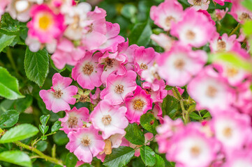 バラ園で咲く満開のバラ