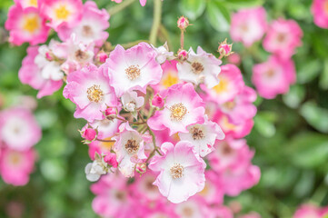 Obraz premium バラ園で咲く満開のバラ