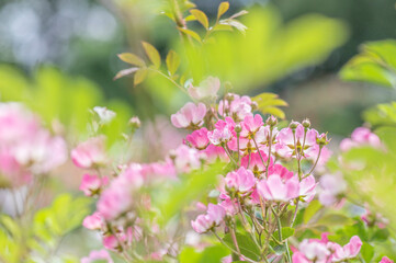 バラ園で咲く満開のバラ