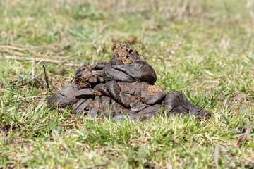 Cow dung