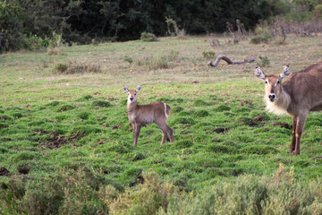 Waterbuck Large Antelope Grazing on Grass