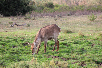Waterbuck Large Antelope Grazing on Grass