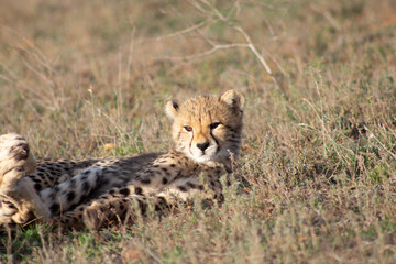 Cheetah Cub Lying in Golden Grasslands