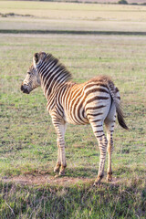 Wild Animal Zebra at dusk
