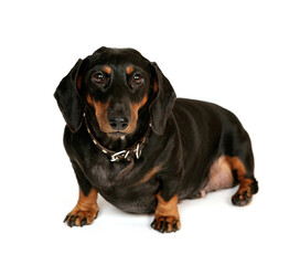dachshund on a white background