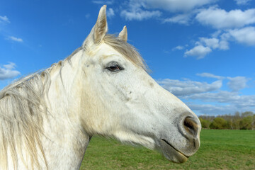 Horse portrait in a pasture in spring.