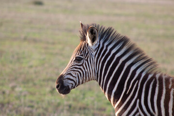 Fototapeta na wymiar Wild Animal Zebra at dusk