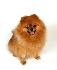 red Spitz on a white background