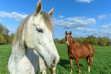 Horses in a pasture in spring.