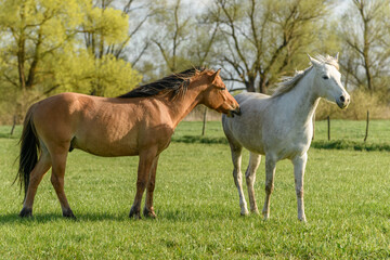 Naklejka na ściany i meble Horses in a pasture in spring.