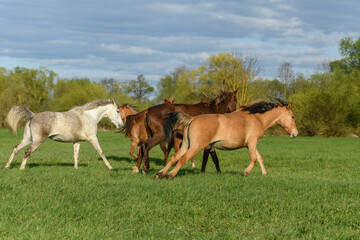 Obraz na płótnie Canvas Horses running in a pasture in spring.