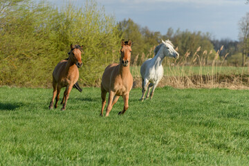 Horses running in a pasture in spring.
