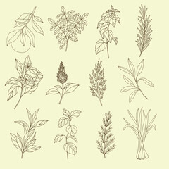 Set of essential oil plants. Hand drawn botanical illustration for organic cosmetics, aromatherapy, perfumery, medicine