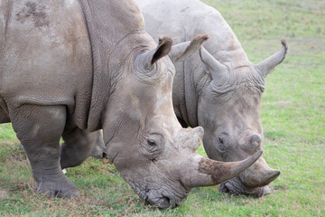 White Rhino Eating Grass in the Wild