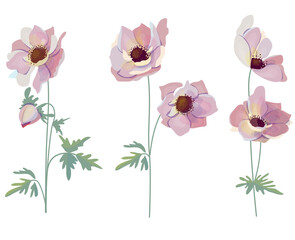 Different detailed pink anemones on white background. Elegant flowers for wedding. Illustration can be used for romantic projects.
