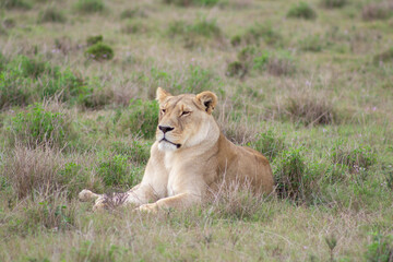 Fototapeta na wymiar Golden Lioness lying in grasslands