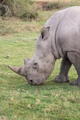 Foto op Plexiglas White Rhino Eating Grass in the Wild © Susan