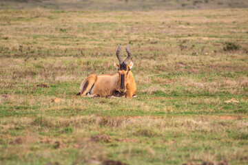 Fototapeta premium Hartebeest Kongoni African Antelope Lying Down