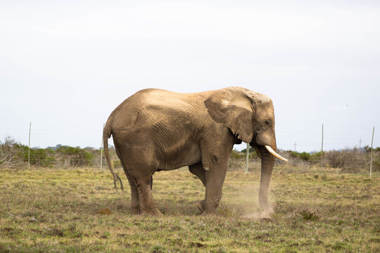African Wild Elephant in the Bush