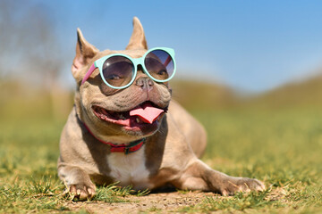 Funny cool French Bulldog dog wearing blue sunglasses in summer on hot day