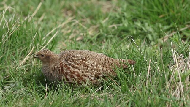 A Rare Grey Partridge, Perdix Perdix, Feeding In A Field In The UK.