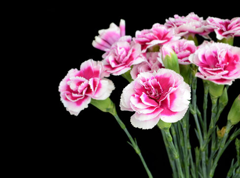 Bi-color carnations