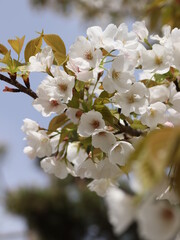 淡いピンク色が綺麗