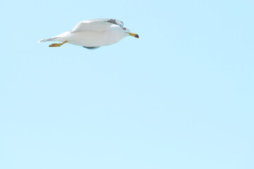 seagull in the sky