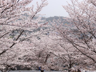 満開の桜が美しい