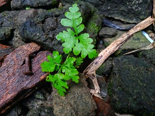 a green plants grow up between the stone in spring seasons 