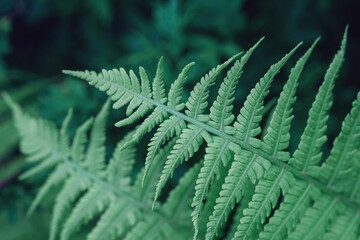 Fern in the forest. Natural background. Beautyful ferns leaves green foliage toned - Image
